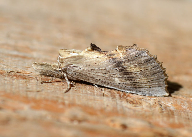 Pterostoma palpina Notodontidae
